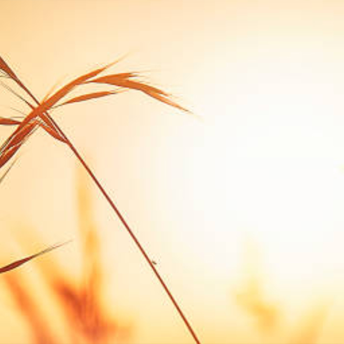 Grass Detail