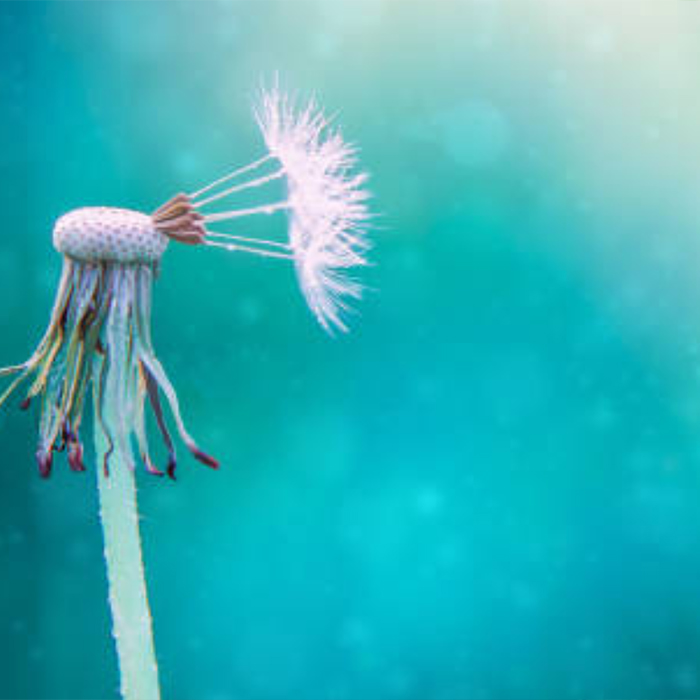 Dandelion